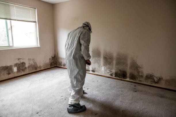 Best Commercial Mold Removal  in Key Largo, FL