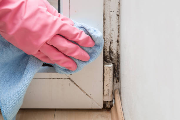 Best Crawl Space Mold Removal  in Key Largo, FL